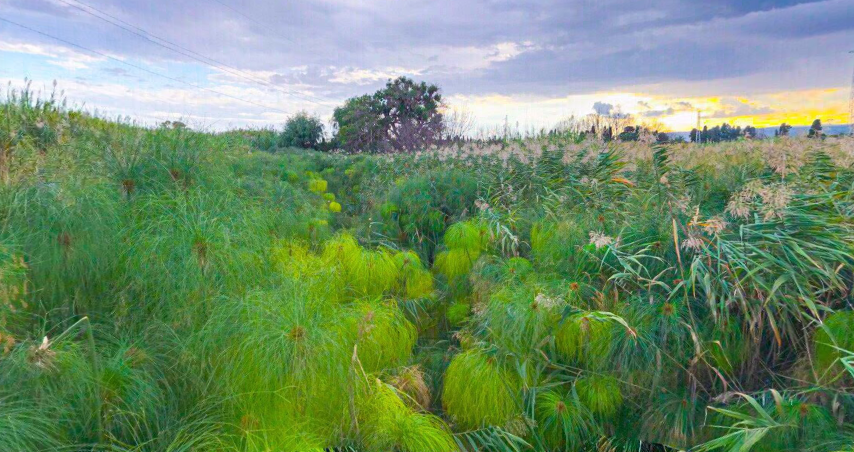 Piante di papiro Cyperus papyrus lungo le rive del Fiume Ciane a Siracusa