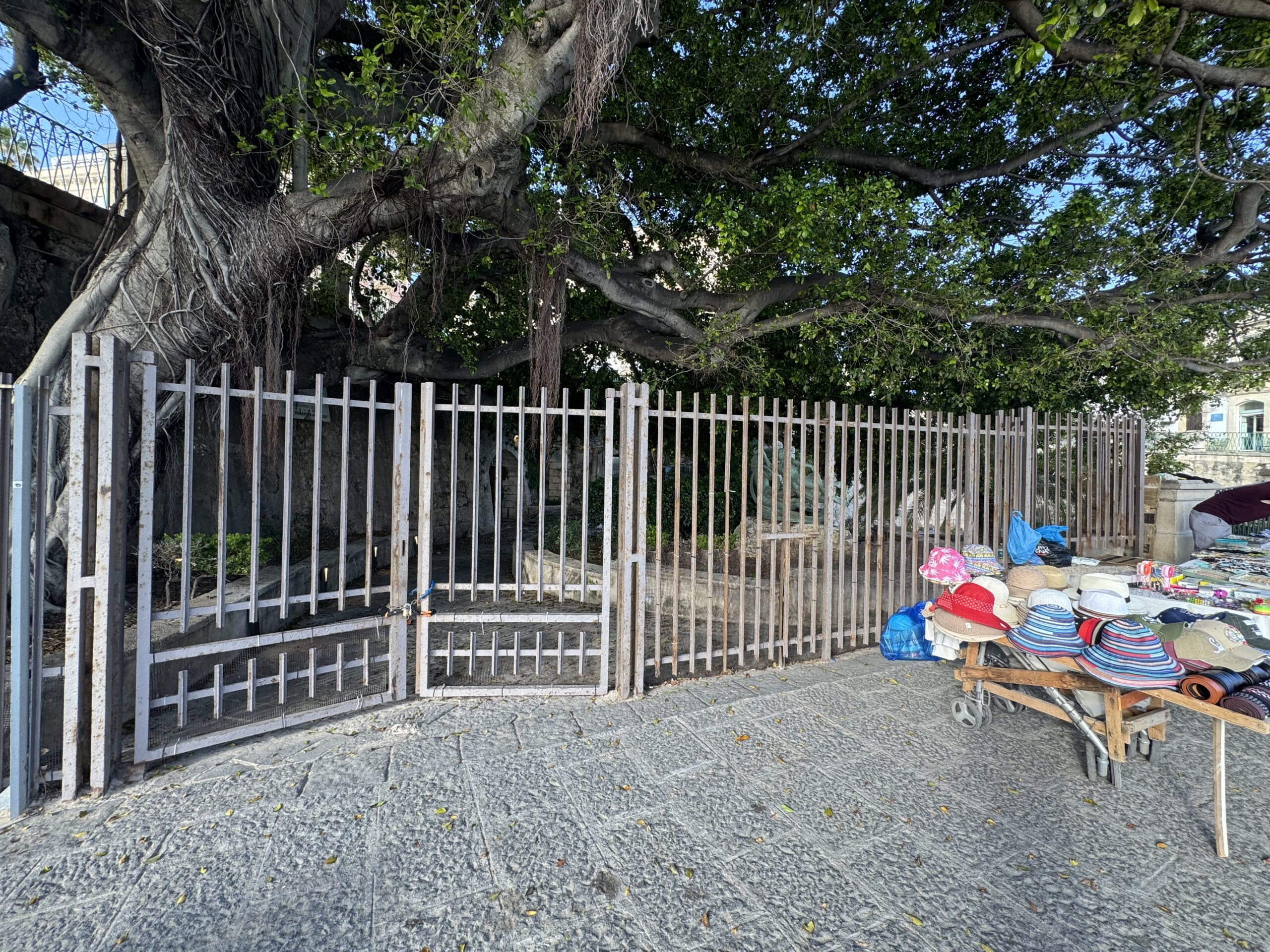 Grande ficus monumentale di Largo Aretusa, piantato nel Settecento, con poderose radici aeree.
