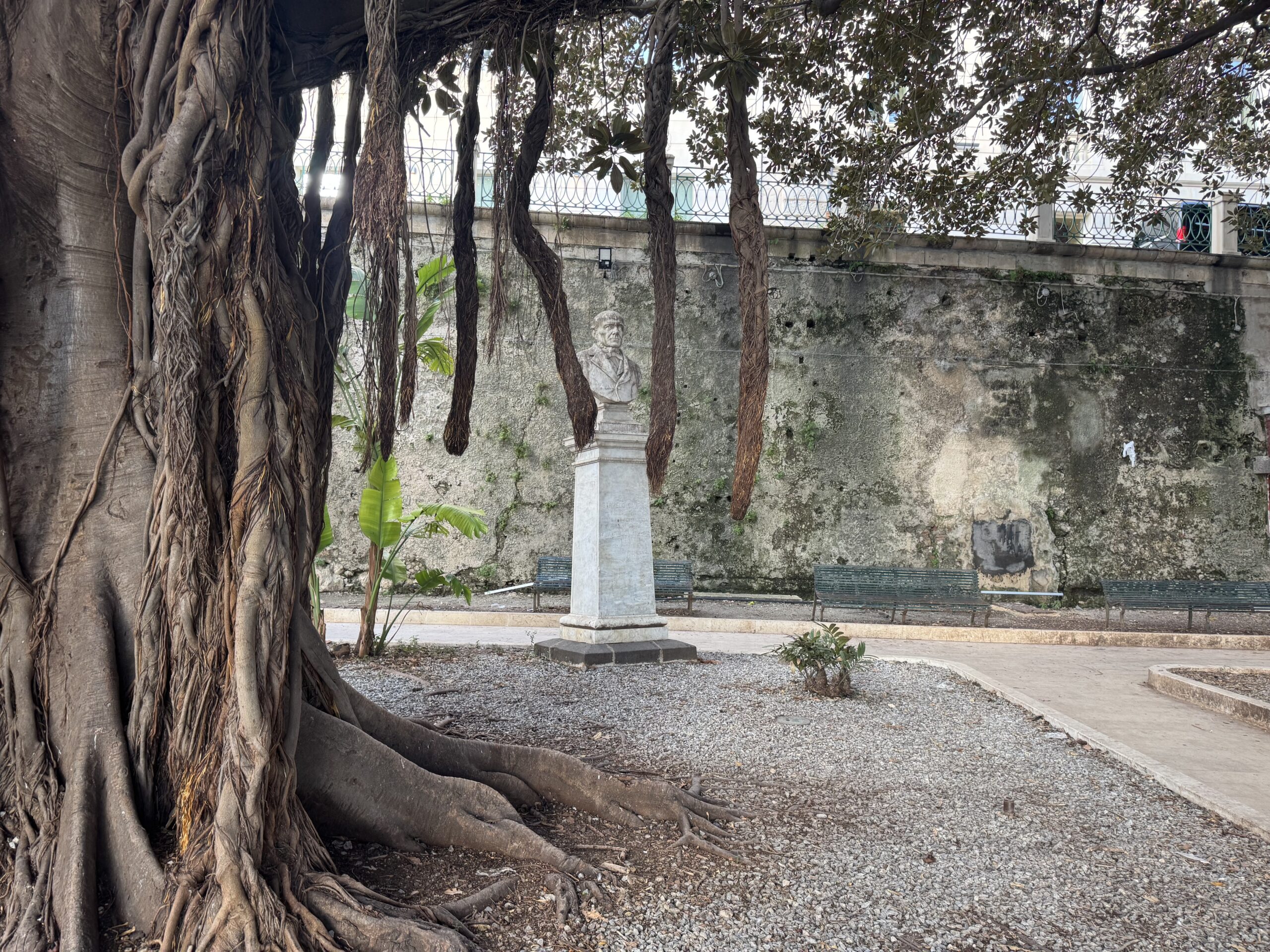 Le radici aeree massicce di un Ficus magnolioides della Villetta Aretusa dominano la scena, con il busto a Campisi sullo sfondo.