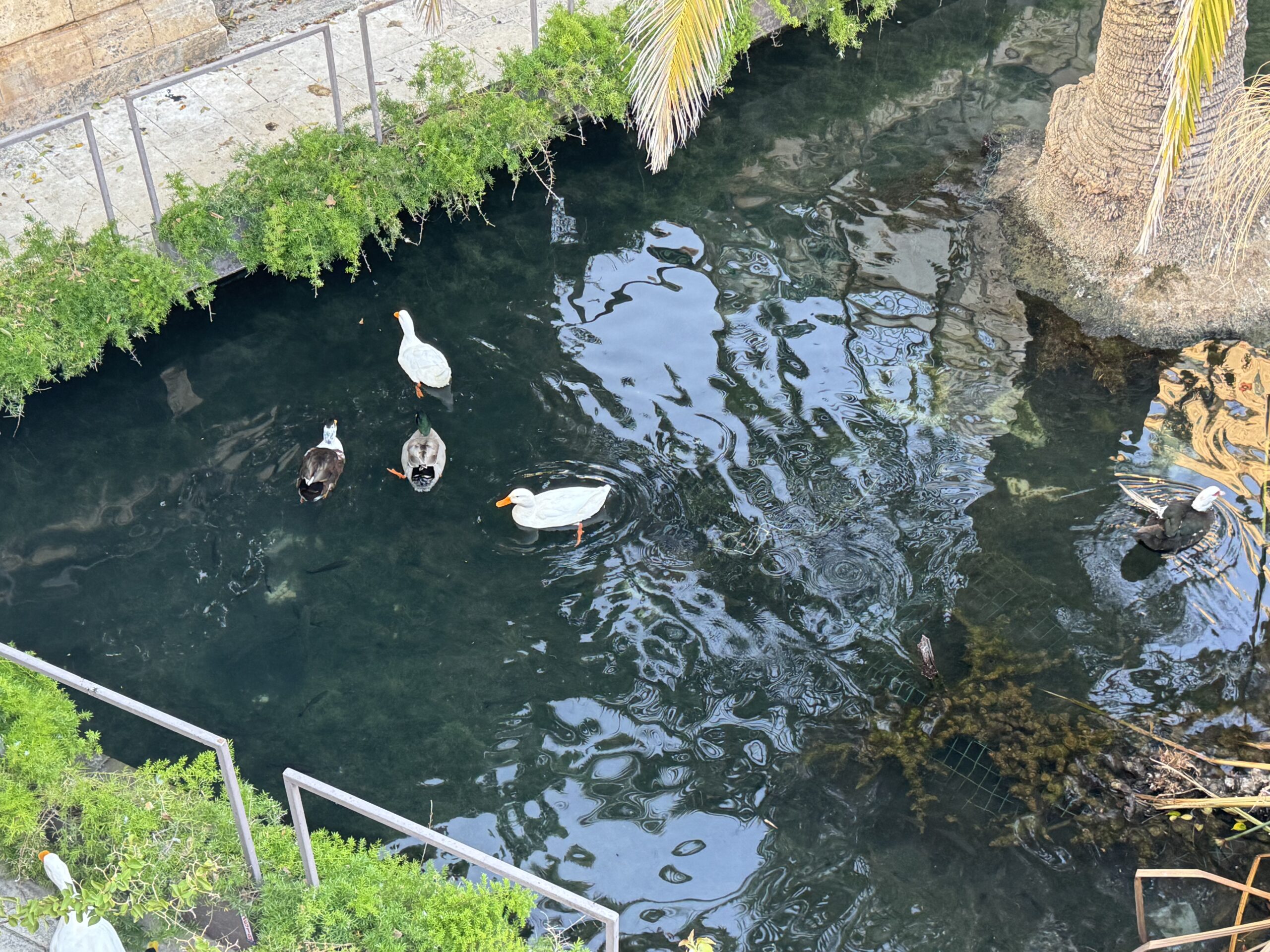 Anatre e oche bianche e marroni nuotano nel bacino della Fonte Aretusa.